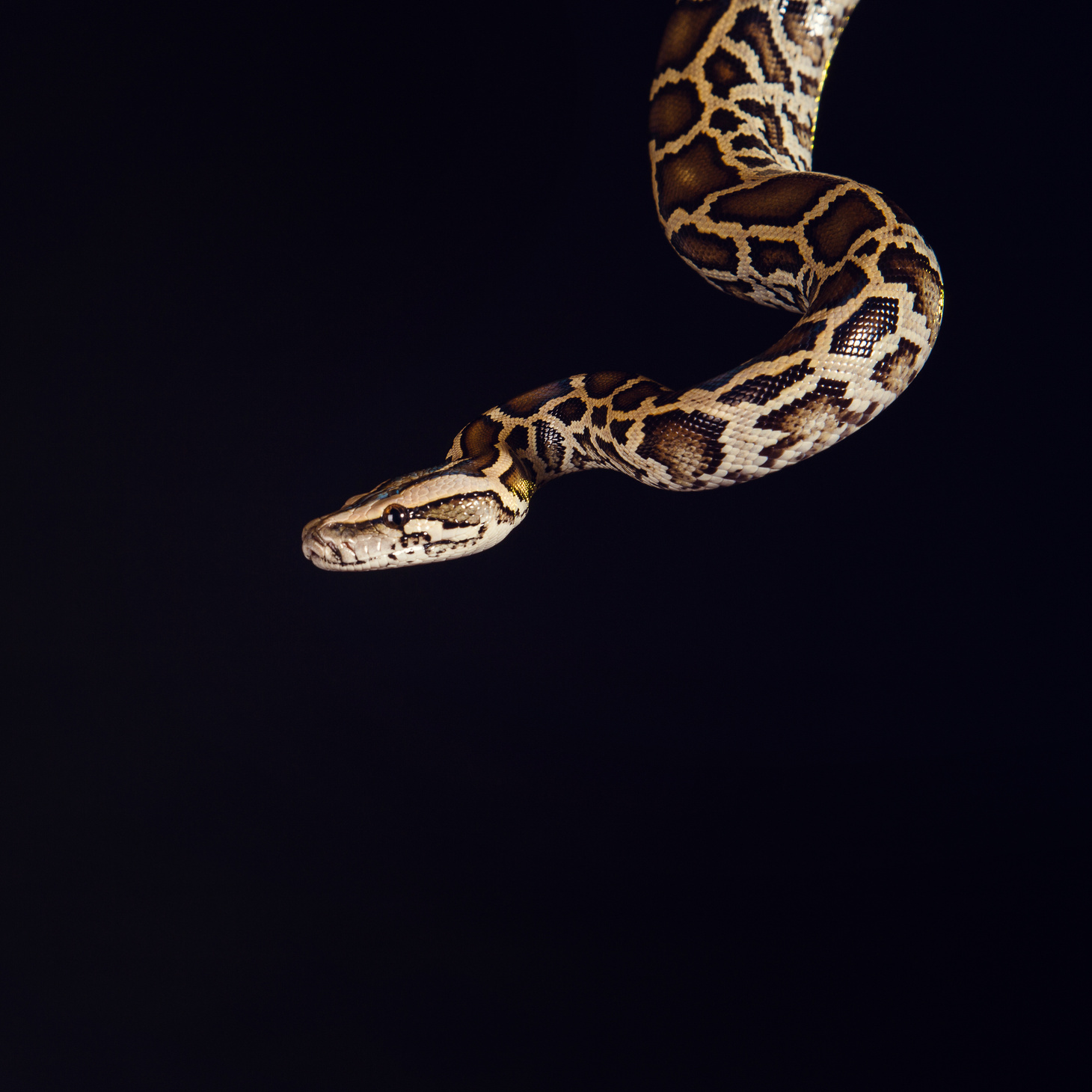 tiger python, black and yellow, against black  background. Female Pastel calico Python, Royal python or ball python, Python regius