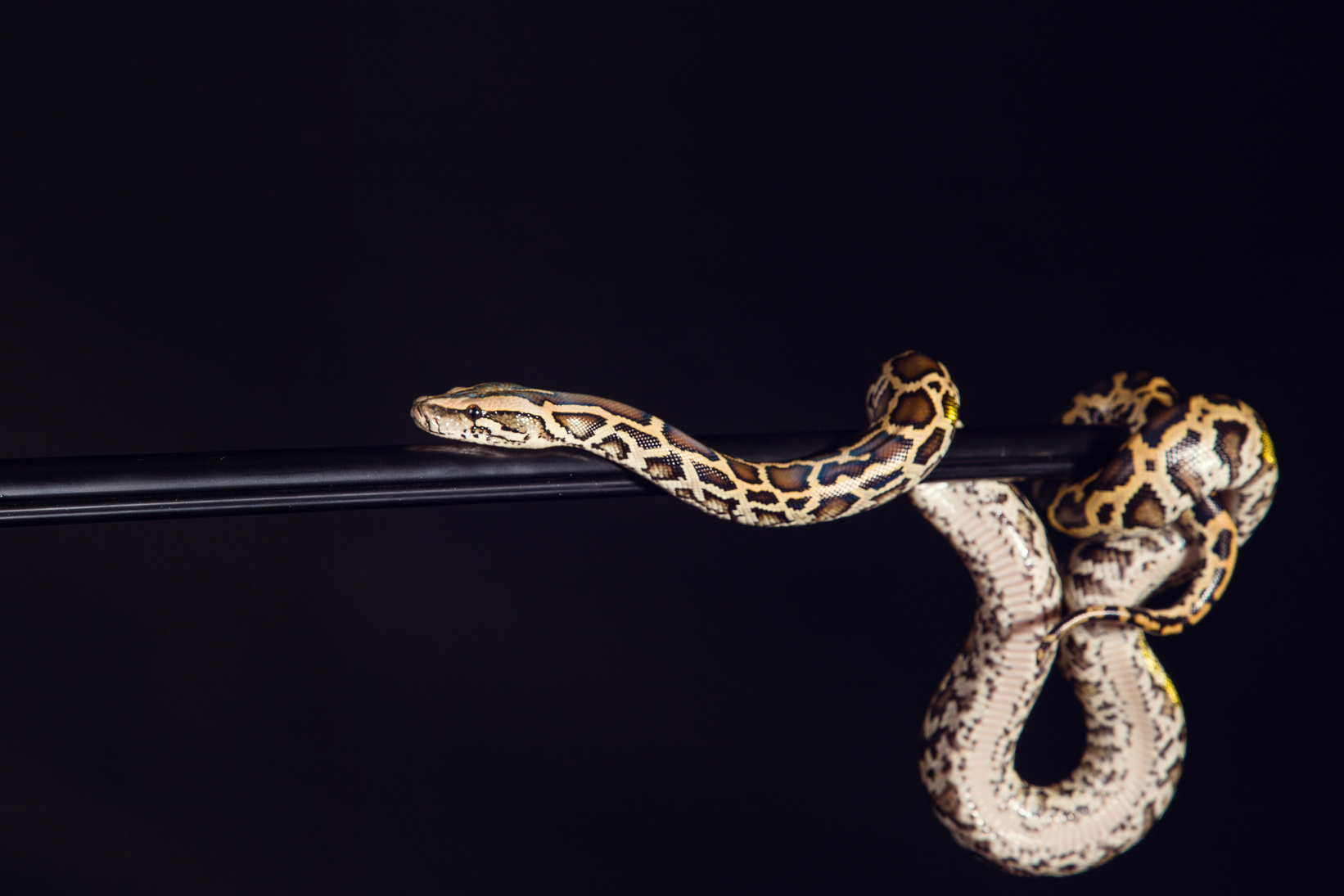 tiger python, black and yellow, against black  background. Female Pastel calico Python, Royal python or ball python, Python regius