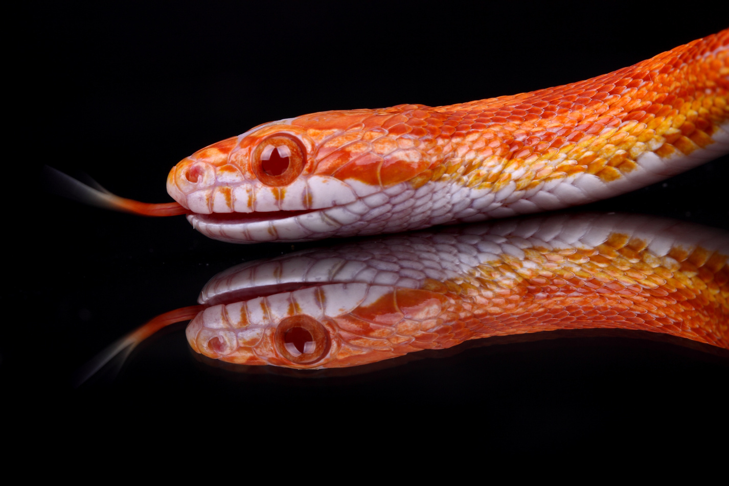 corn snake